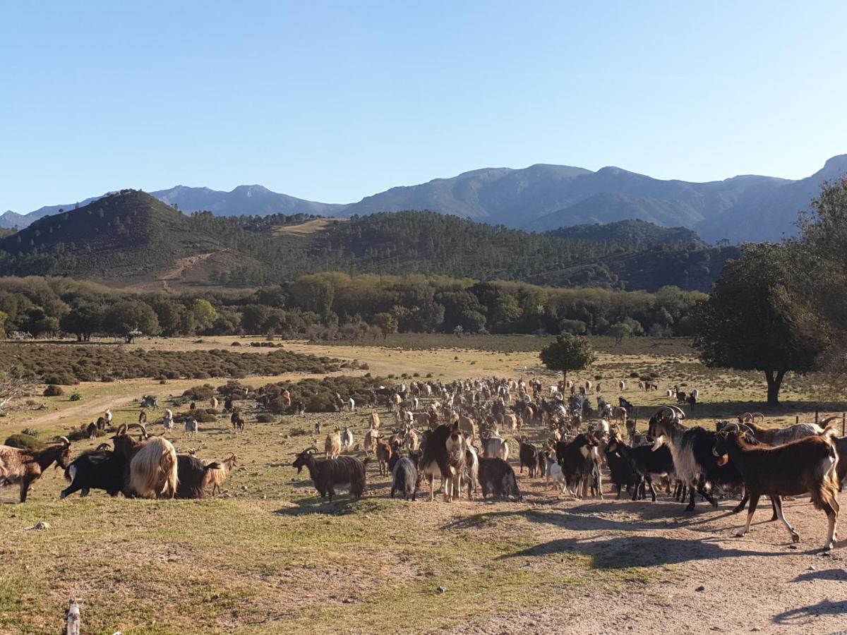 Pianotolinca - Centru Di Corsica Villa Moltifao Buitenkant foto